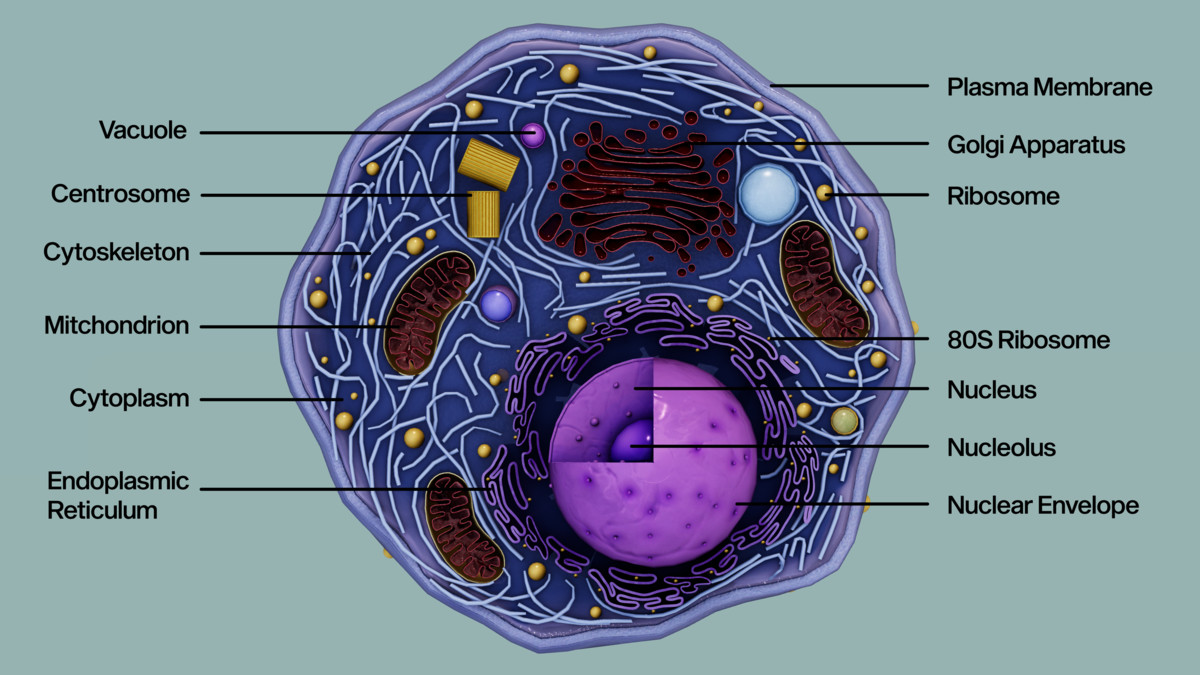 Eukaryotic Animal Cell - Cross Section