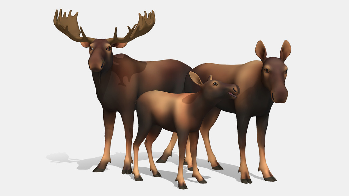 Cartoon Wild Animals