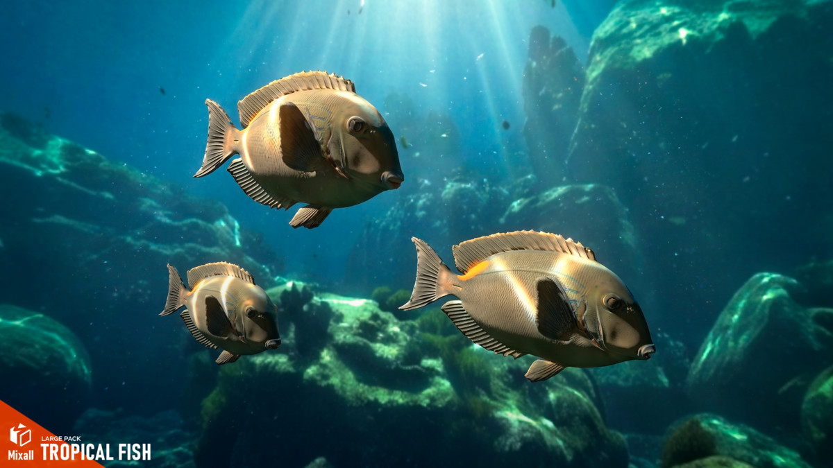 Tropical fish - large pack