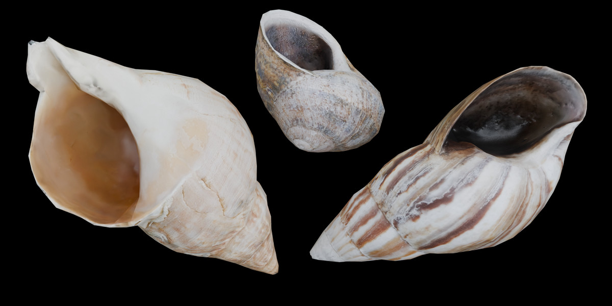 SeaShells Pack Vol 3