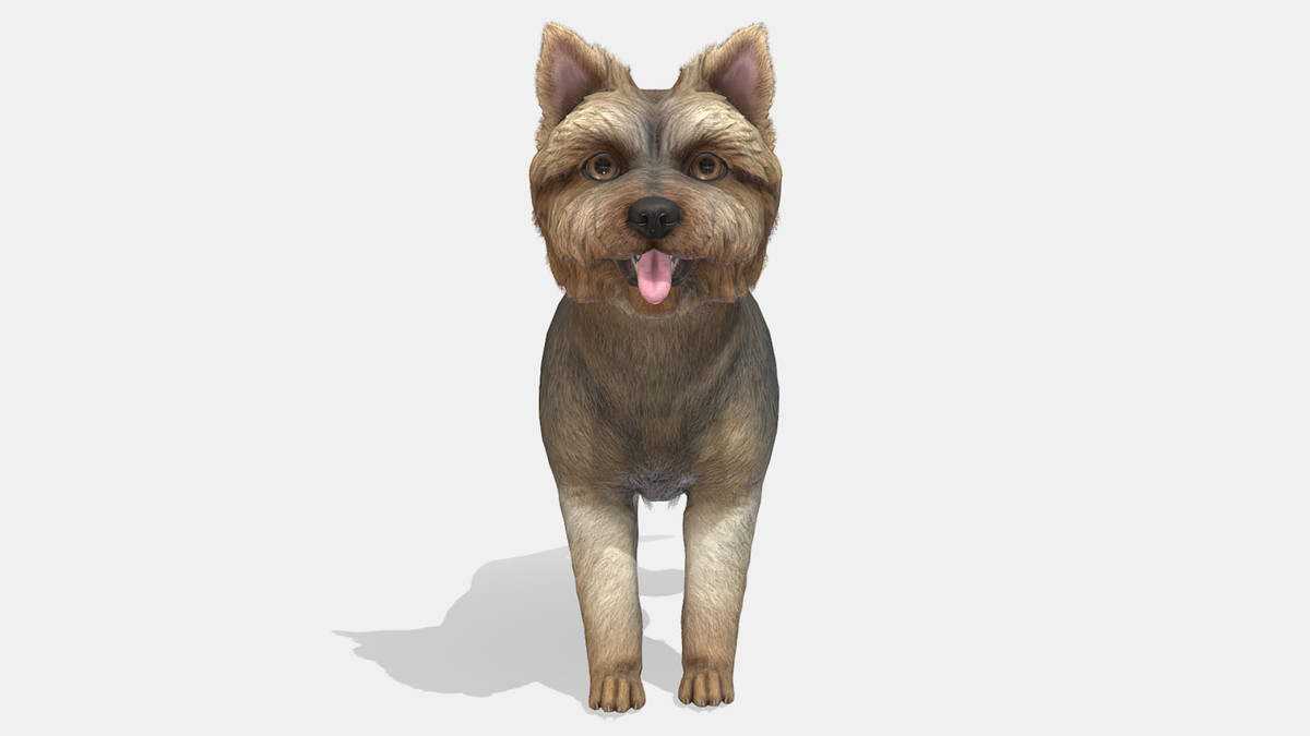 Dog - Yorkshire Terrier