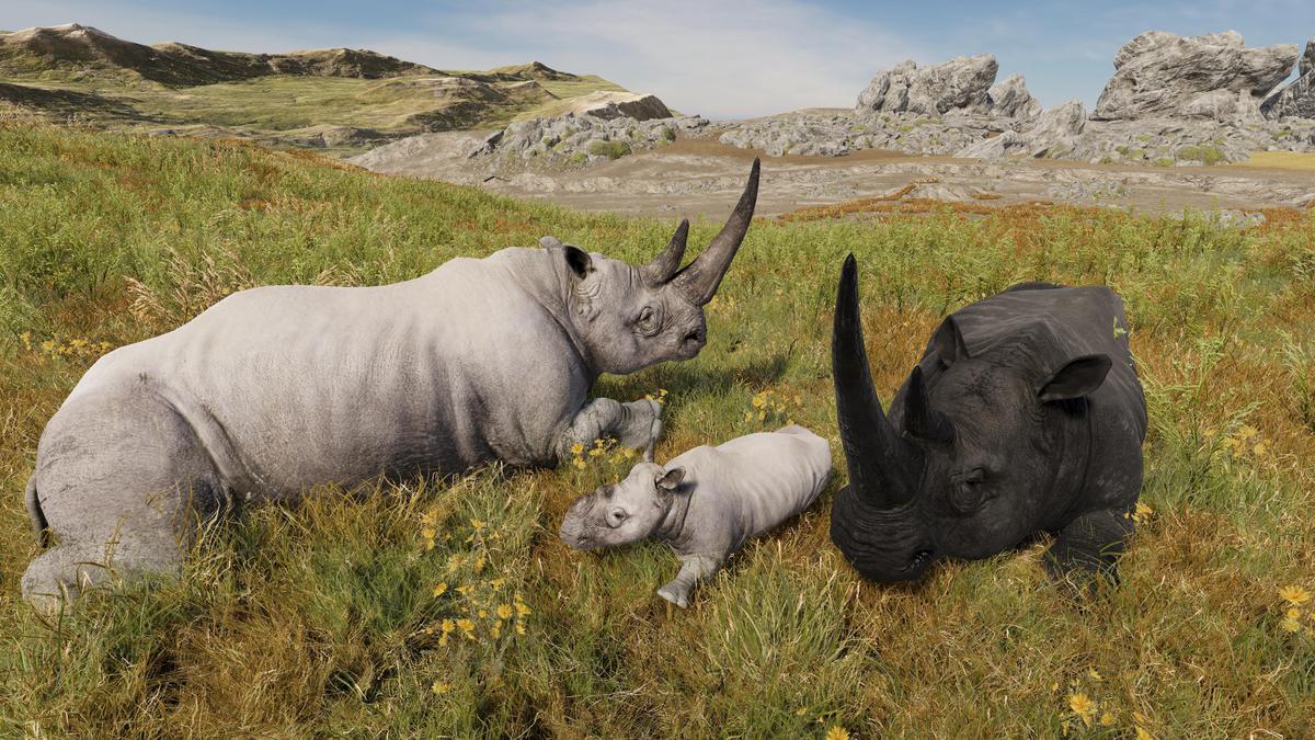 Realistic African Rhinoceros