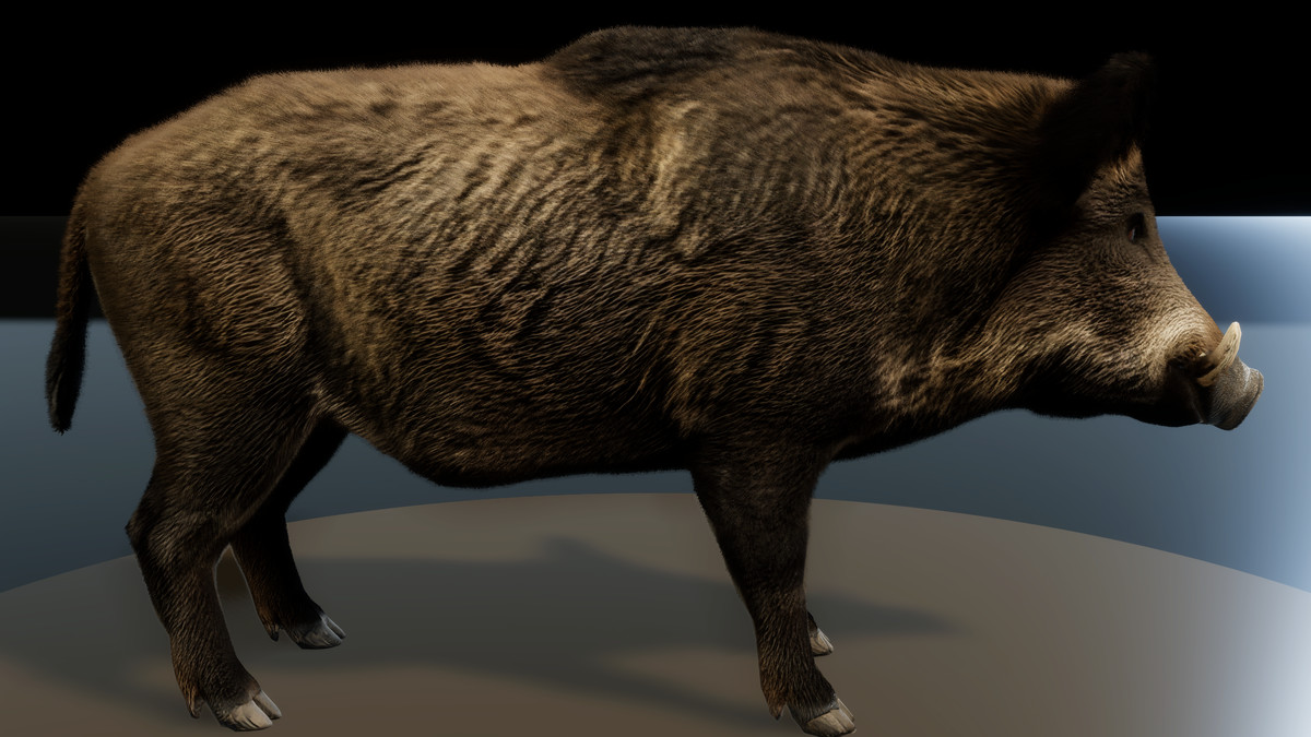 Forest Predators Collection - Realistic Animated Animals