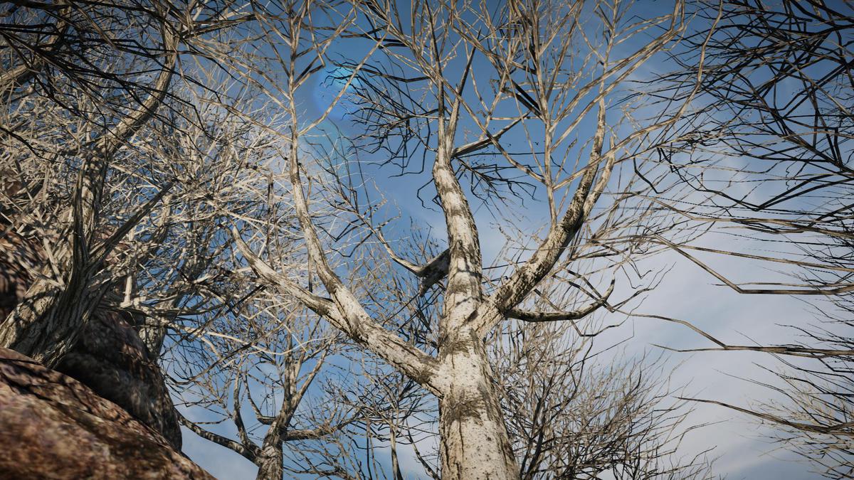 Big Tree Bundle