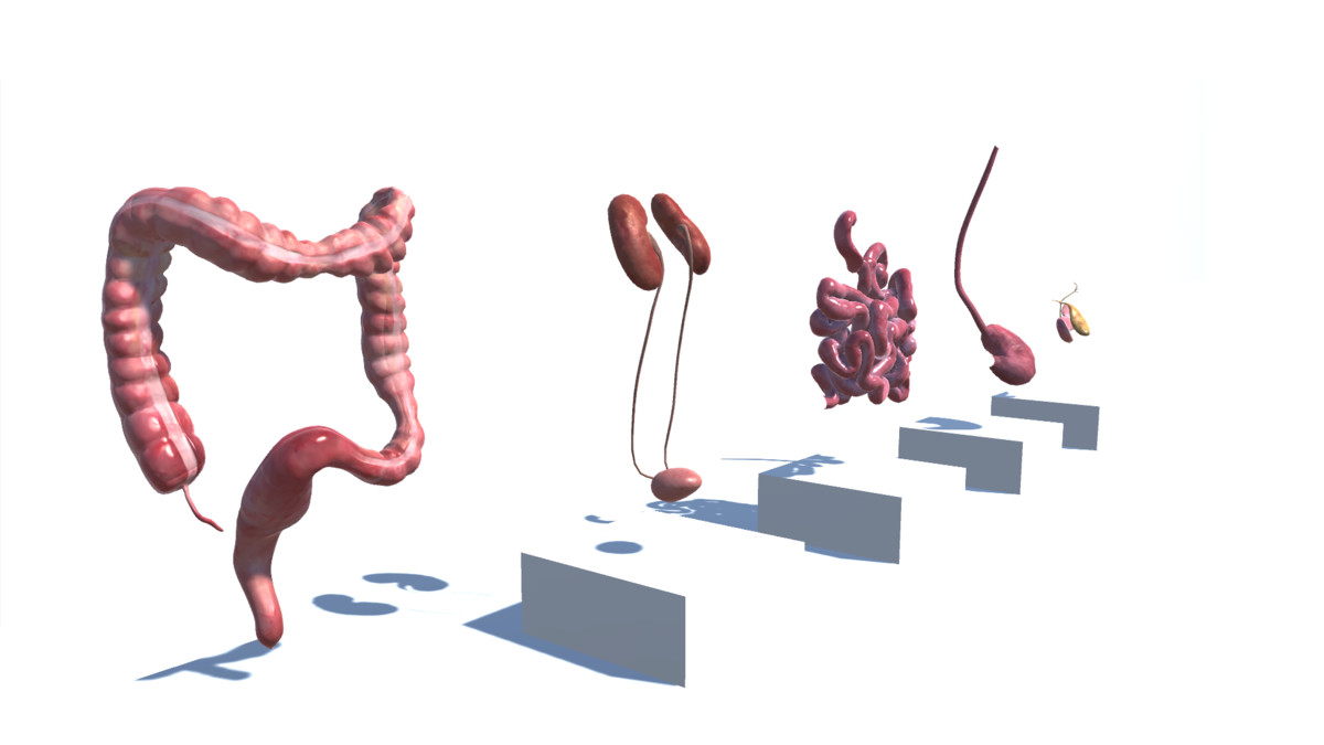 Realistic Human Organs