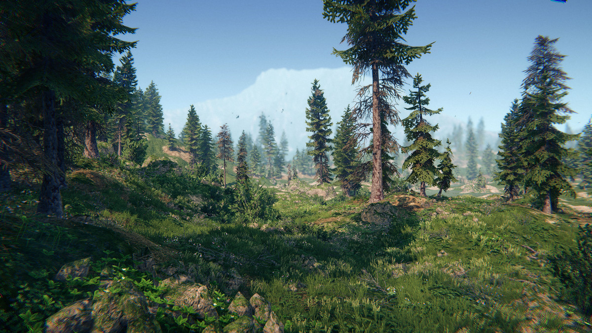 Spruce Forest
