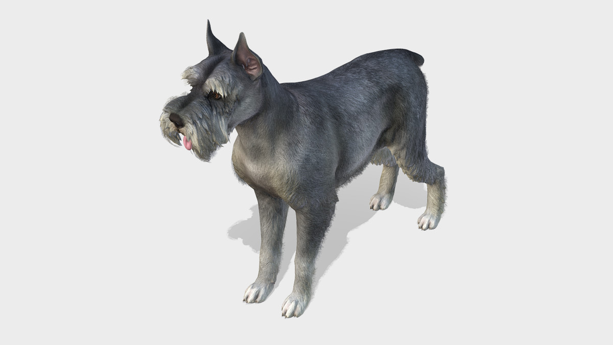 Dog - Schnauzer