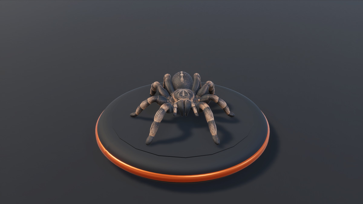 Arachnid Collection — 4 Animated Spiders