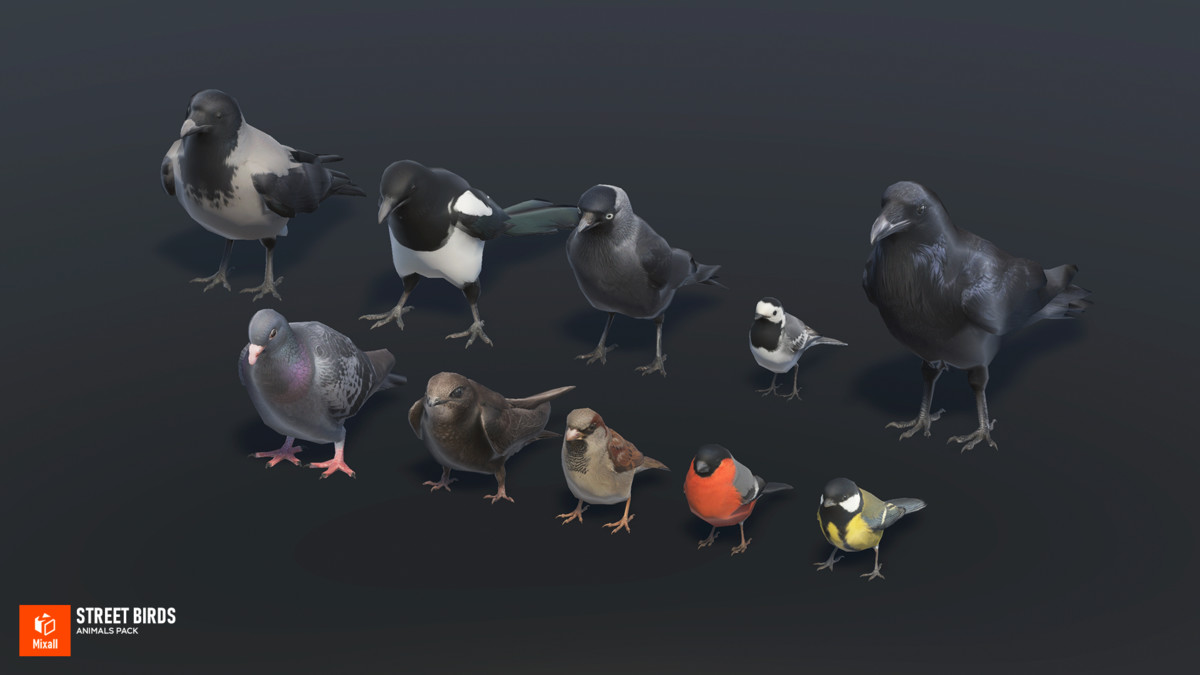 Street birds - animals pack