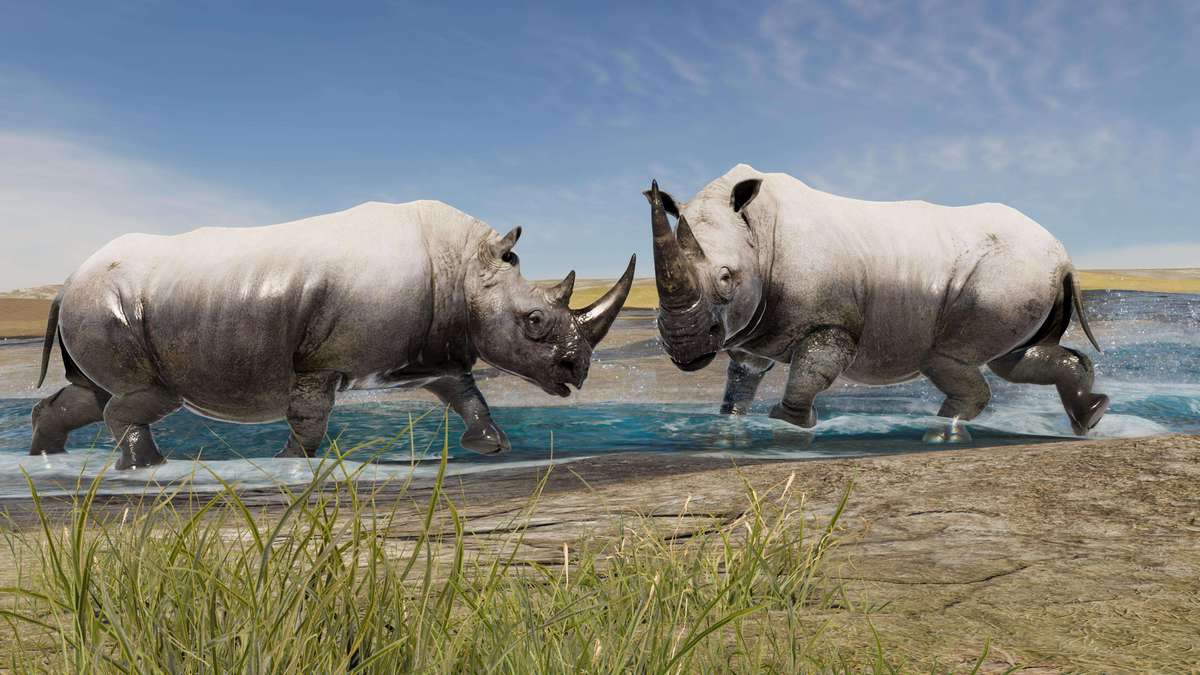 Realistic African Rhinoceros