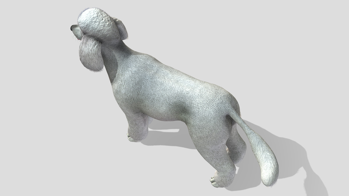 Dog - Poodle