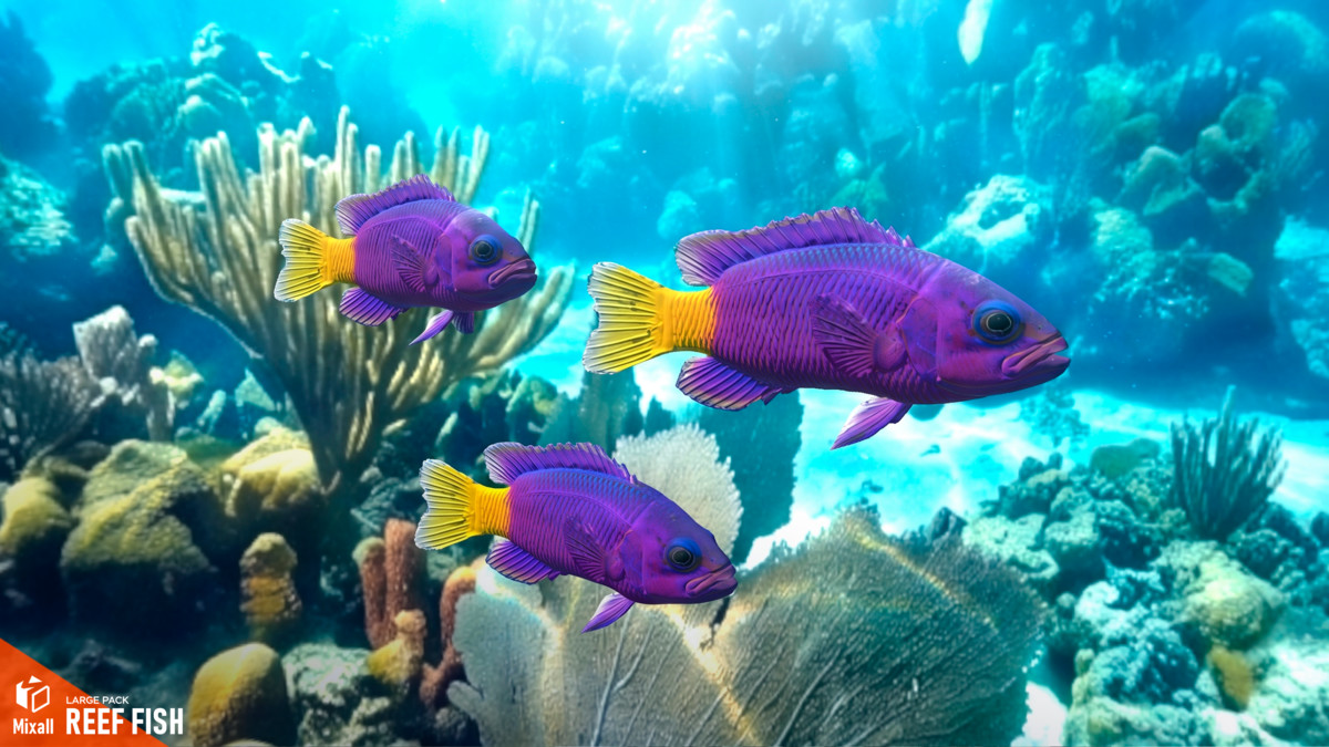 Reef fish - large pack
