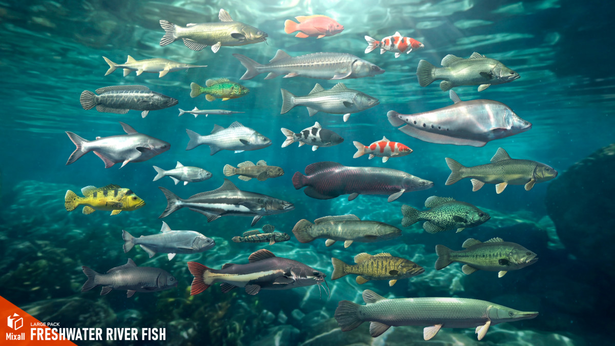 Freshwater river fish - large pack