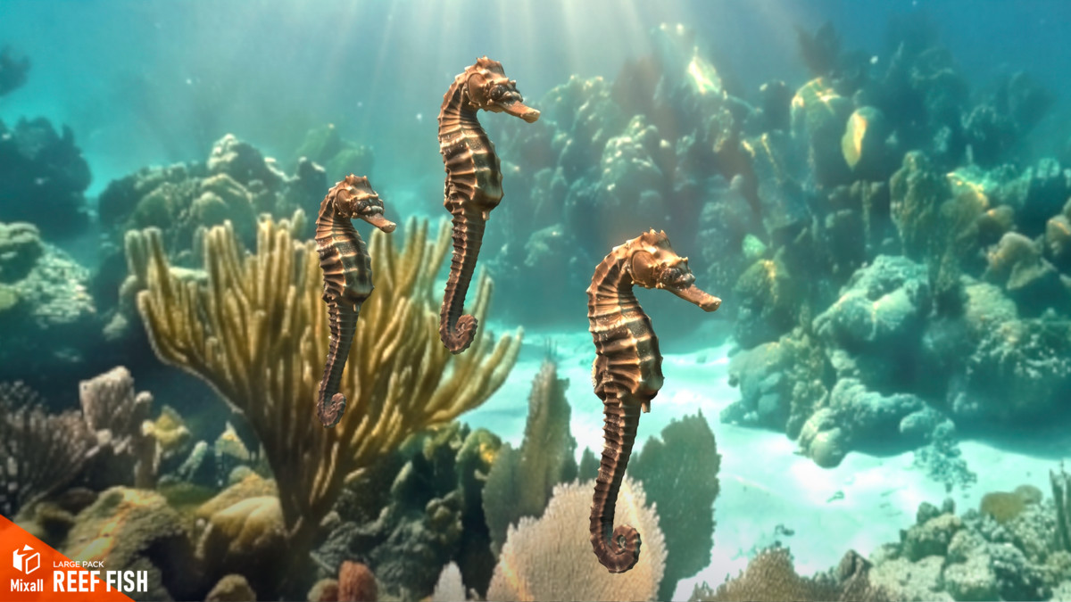 Reef fish - large pack