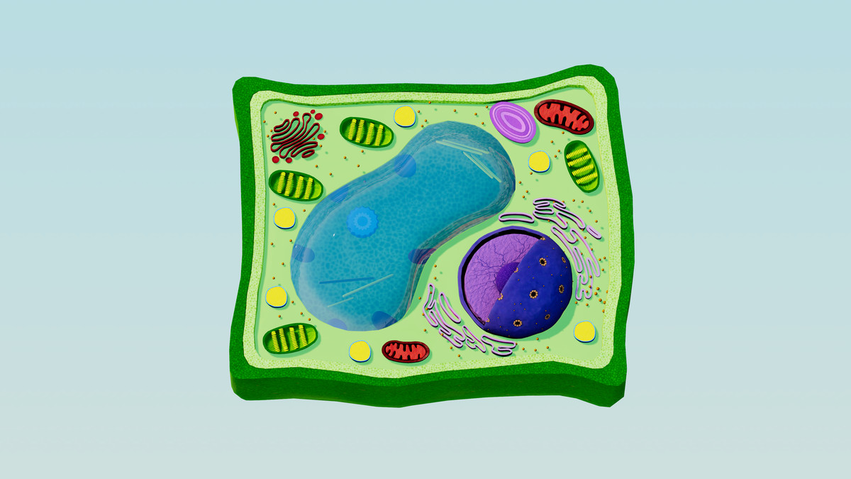 Eukaryotic Plant Cell - Cross Section