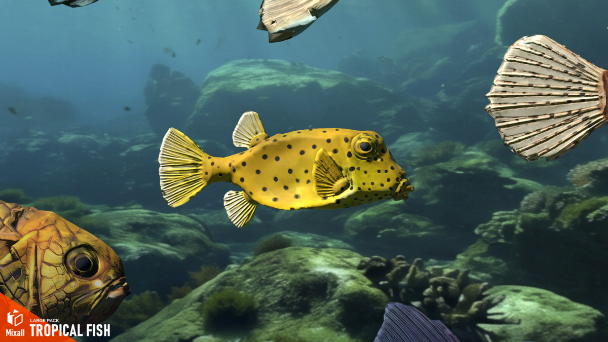 Tropical fish - large pack