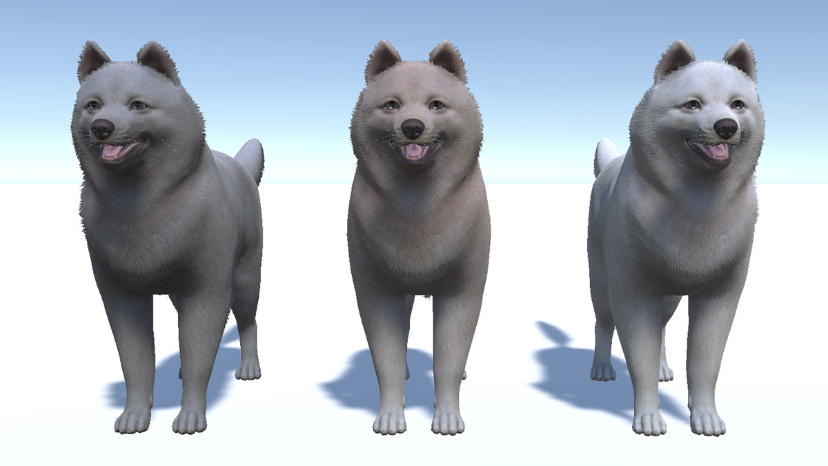 Dog - Samoyed
