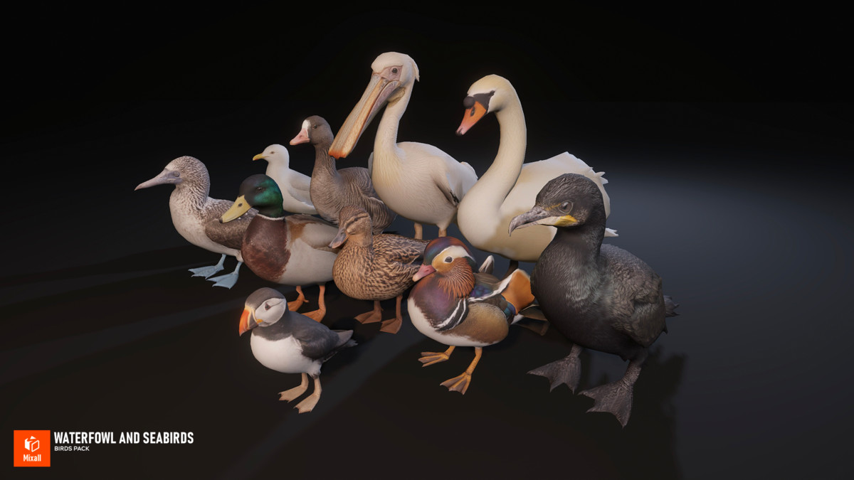 Waterfowl and seabirds - birds pack