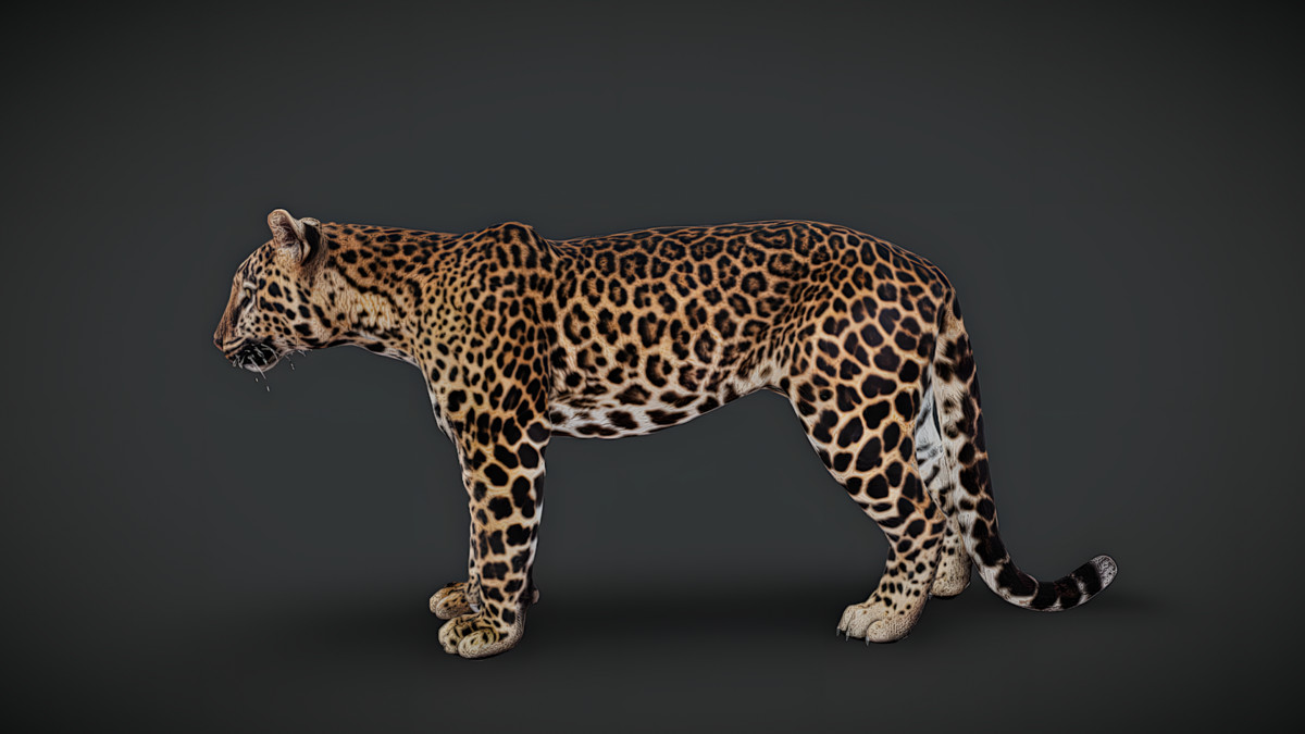 WILDPOLY - Animated Animals – Realistic Pack