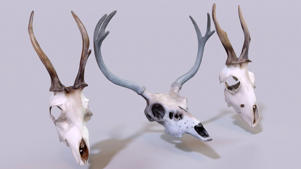 Ultimate Skeleton and Skull Pack. Game-ready low-poly assets