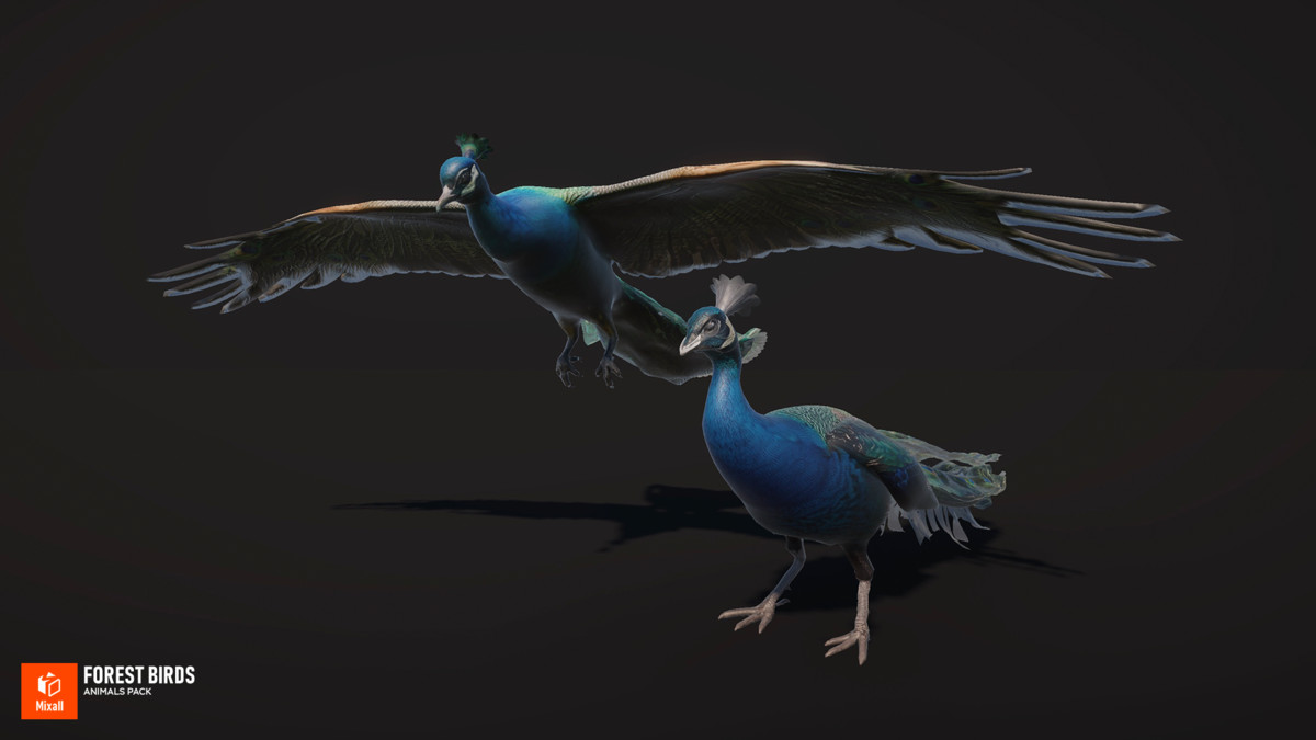 Forest birds - animals pack