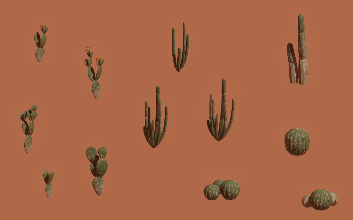Desert Cactus World
