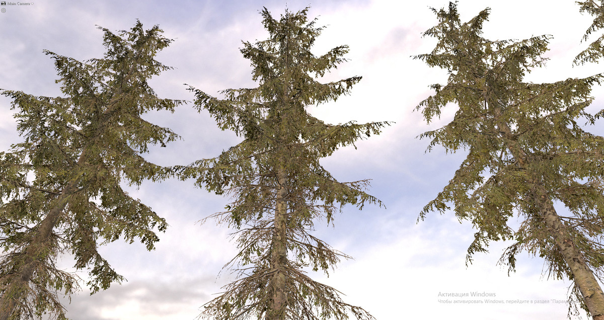 Spruce Trees