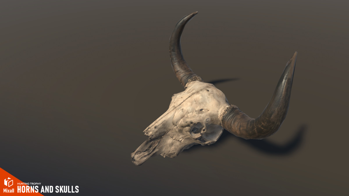 Horns and Skulls – Hunting Trophy