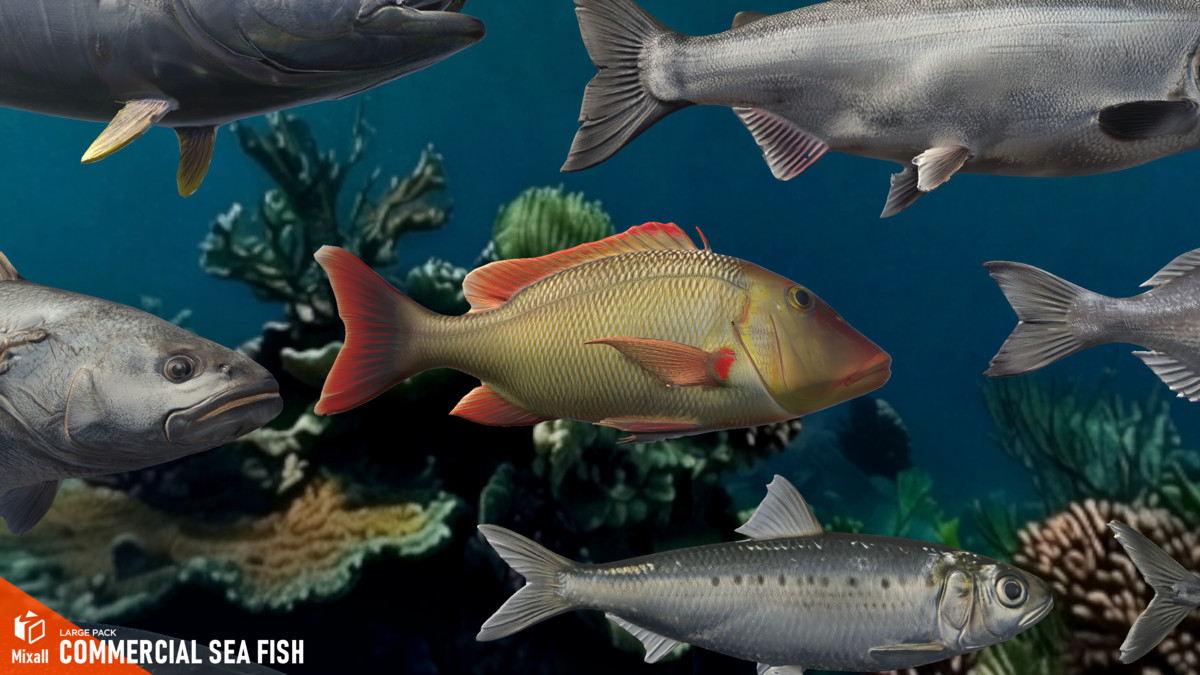 Commercial sea fish - large pack