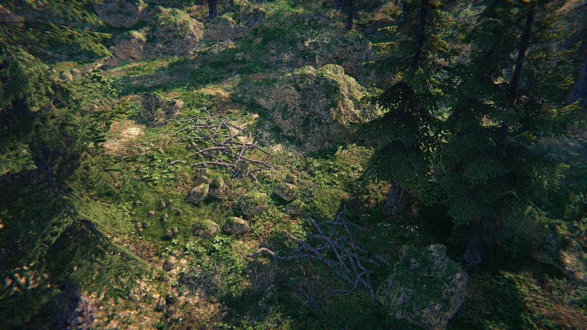 Spruce Forest