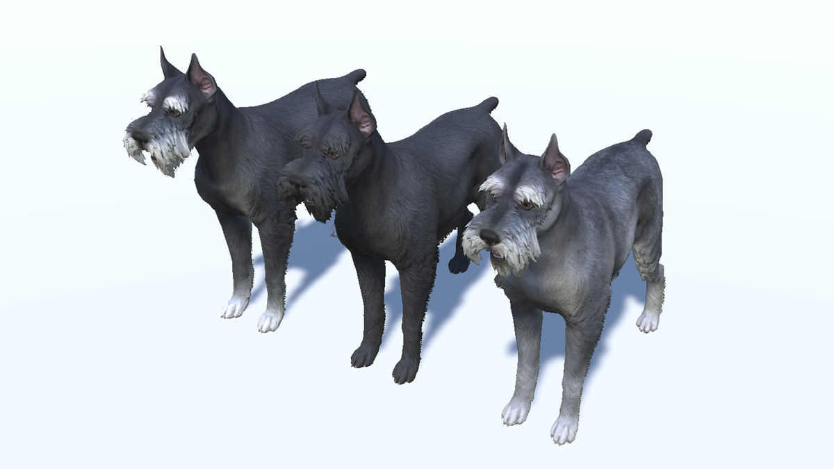 Dog - Schnauzer