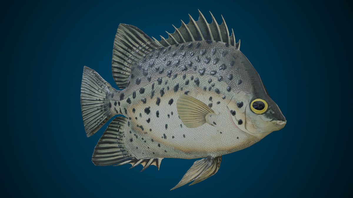 Animated Fish (Chaetodon)