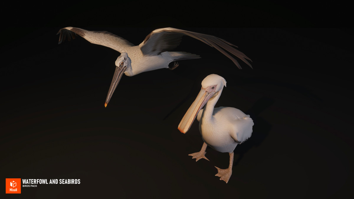 Waterfowl and seabirds - birds pack