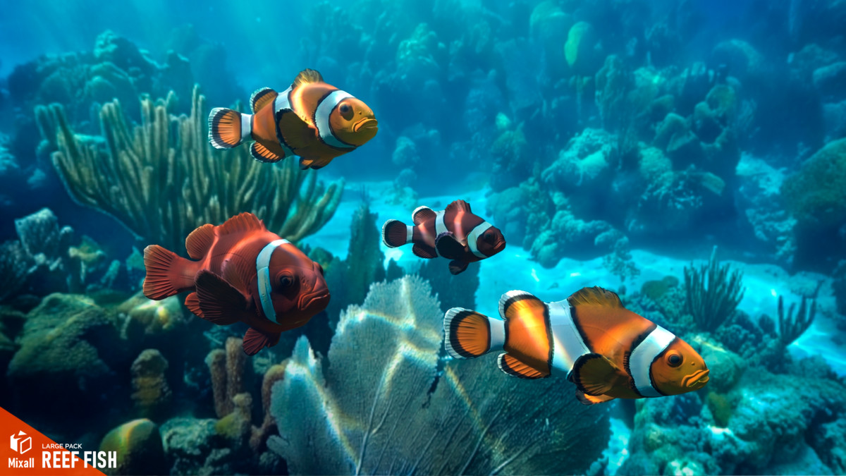 Reef fish - large pack