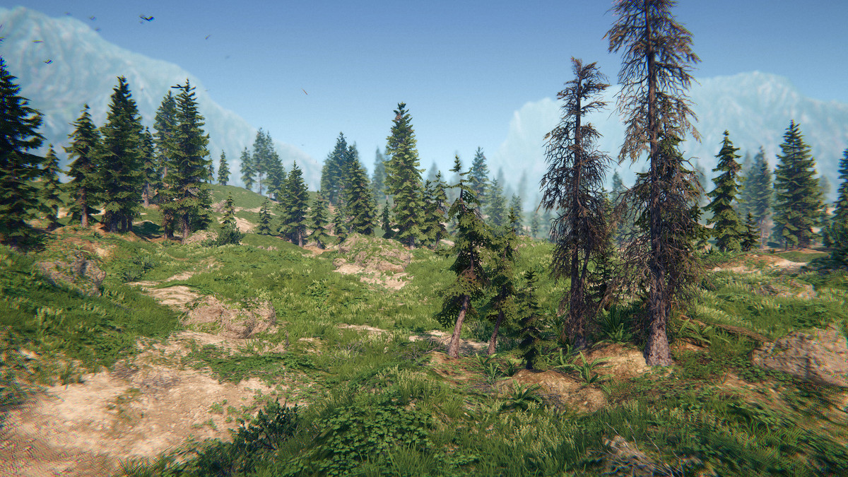 Spruce Forest