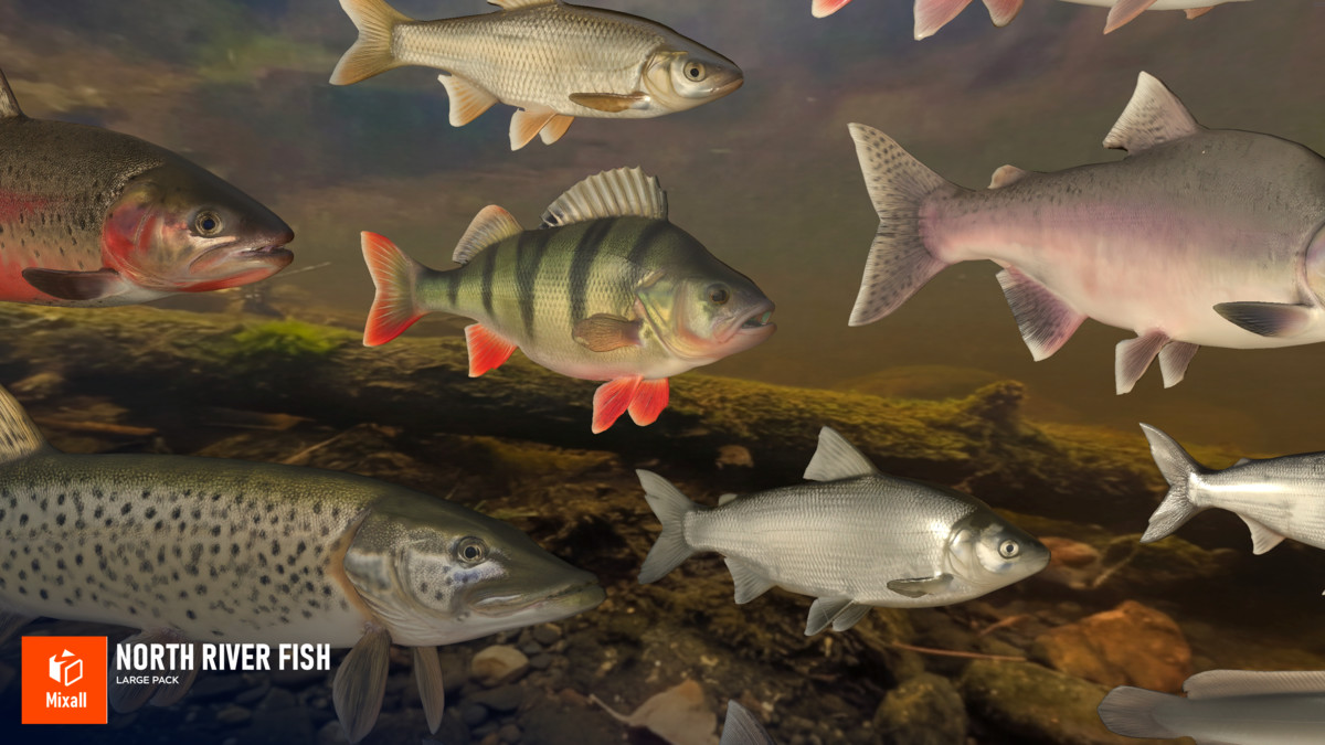 North river fish - large pack