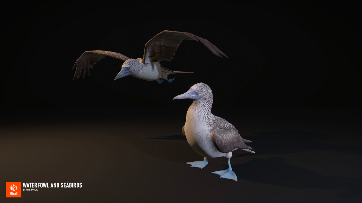 Waterfowl and seabirds - birds pack