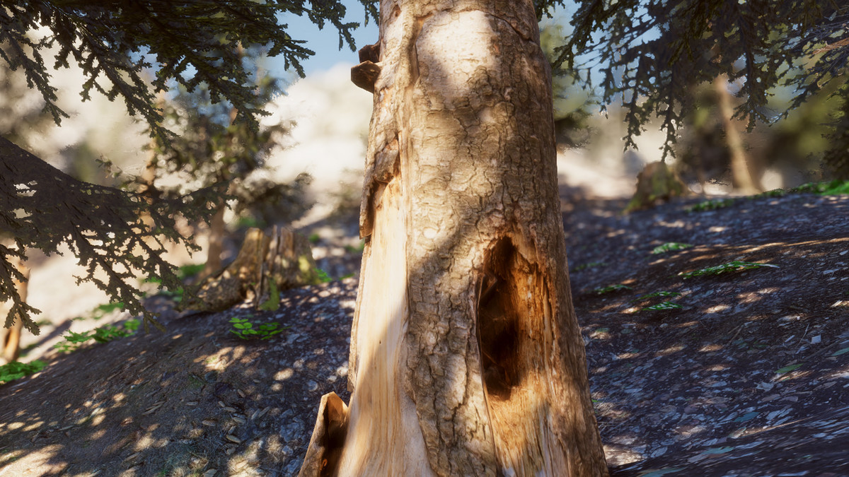 Mountain Forest Stumps