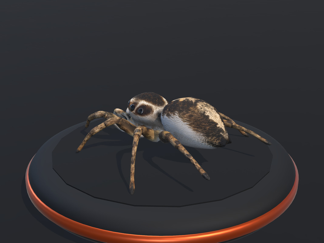 Arachnid Collection — 4 Animated Spiders