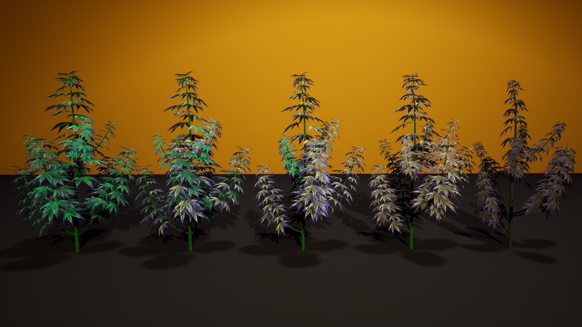 Cannabis (Hemp) Plant 3D Models Pack