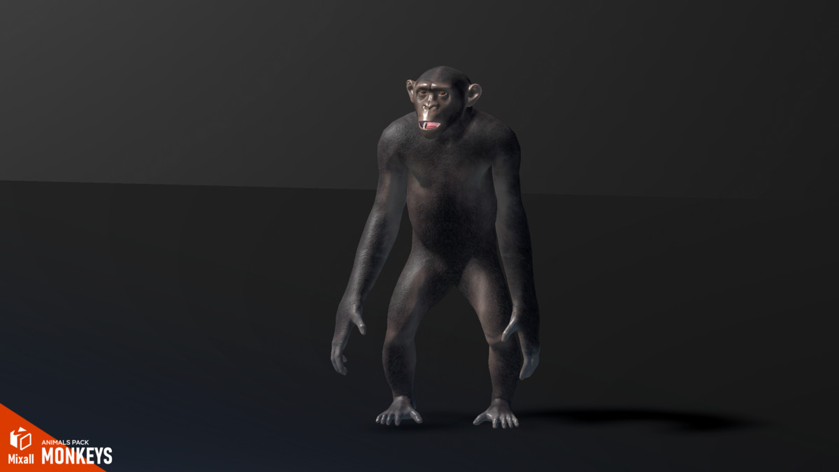 Monkeys - animals pack