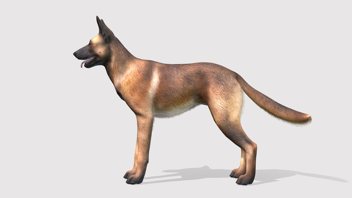 Dog - Belgian Malinois