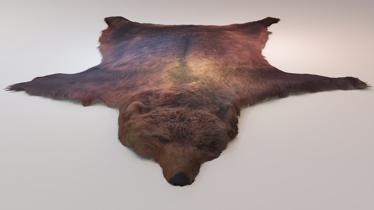 Animal pelts volume 6 bear, kangaroo, tiger, rhino, sheep, goat 4k URP Hair LODs