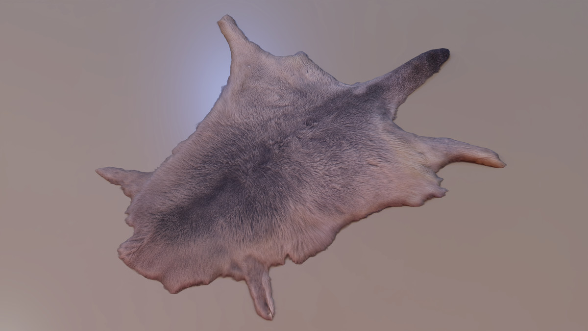 Animal pelts volume 6 bear, kangaroo, tiger, rhino, sheep, goat 4k URP Hair LODs