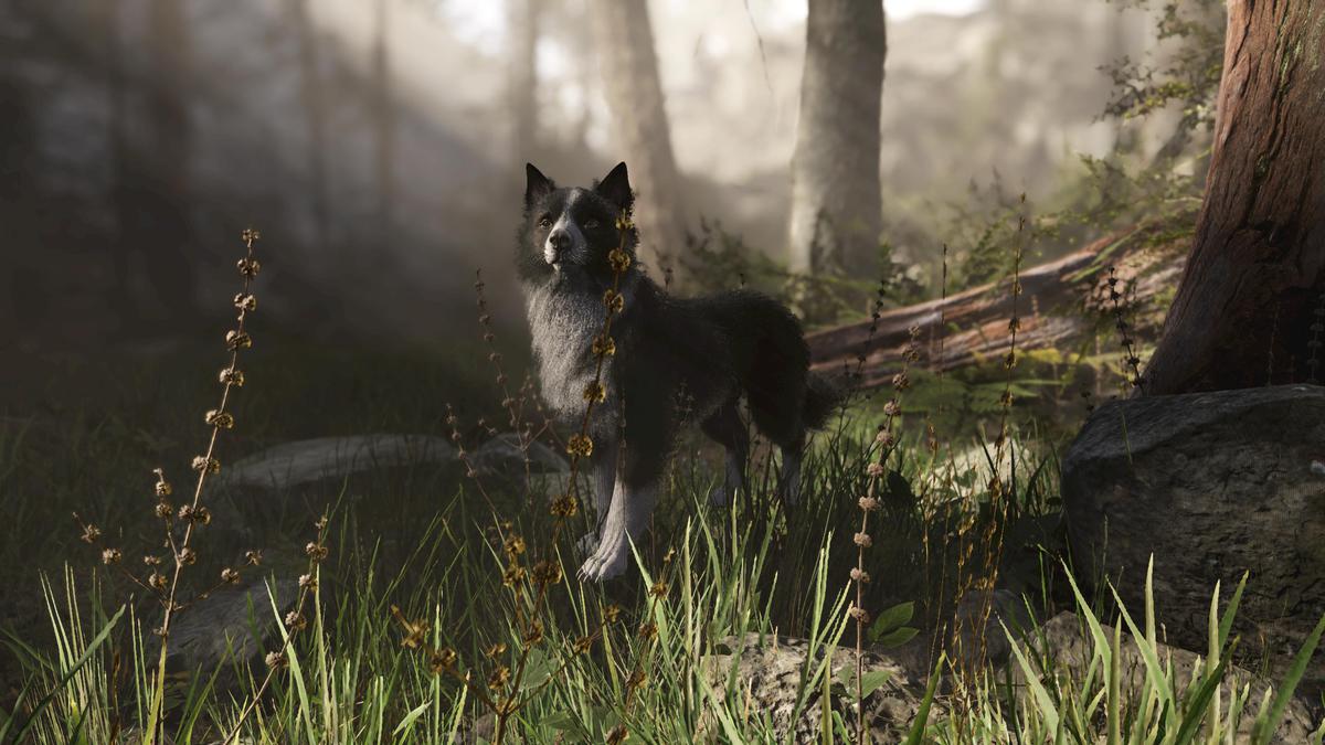 Skye the Border Collie (Dog)