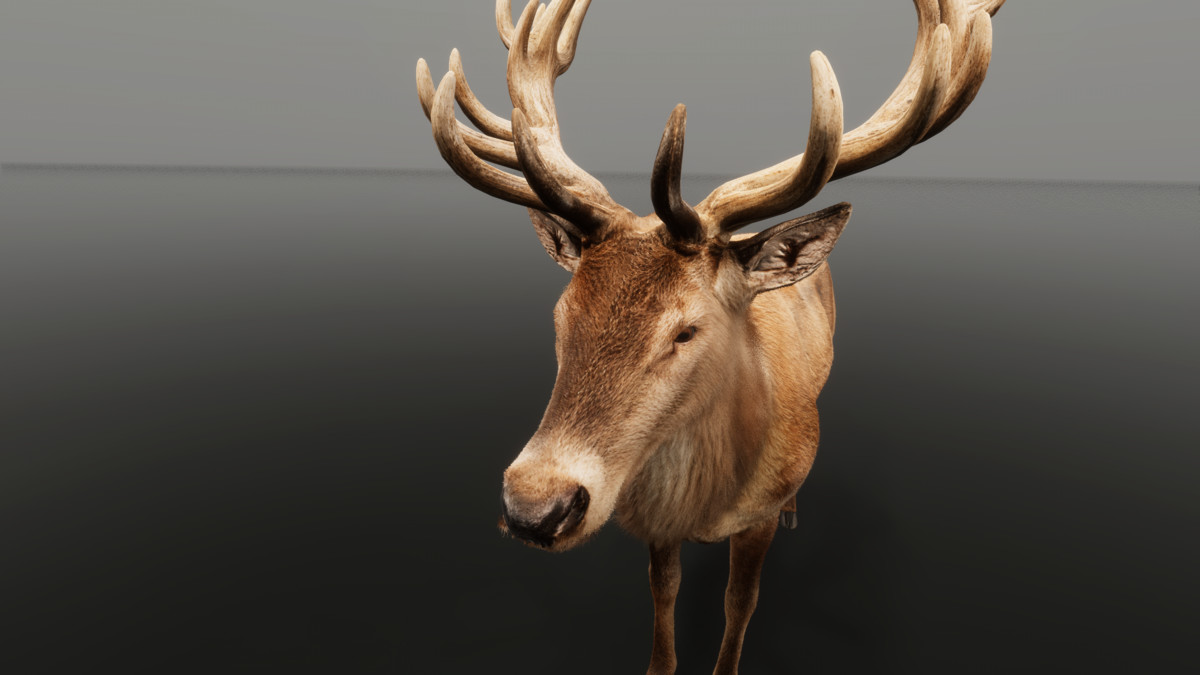 Ultrarealistic Forest Animals - Customizable Fur
