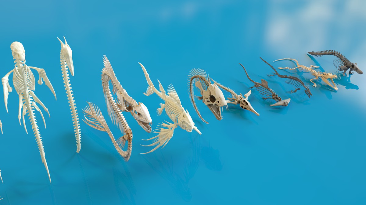 Fish and Underwater Creatures Skeleton Collection – Marine Bone 3D Asset Pack