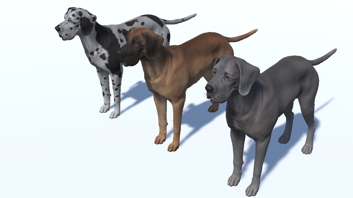 Dog - Great Dane