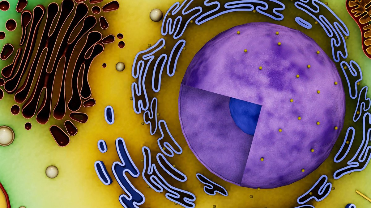 Neuron Nerve Cell -Cross Section