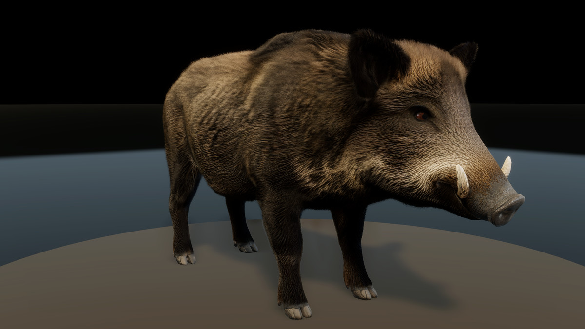 Forest Predators Collection - Realistic Animated Animals